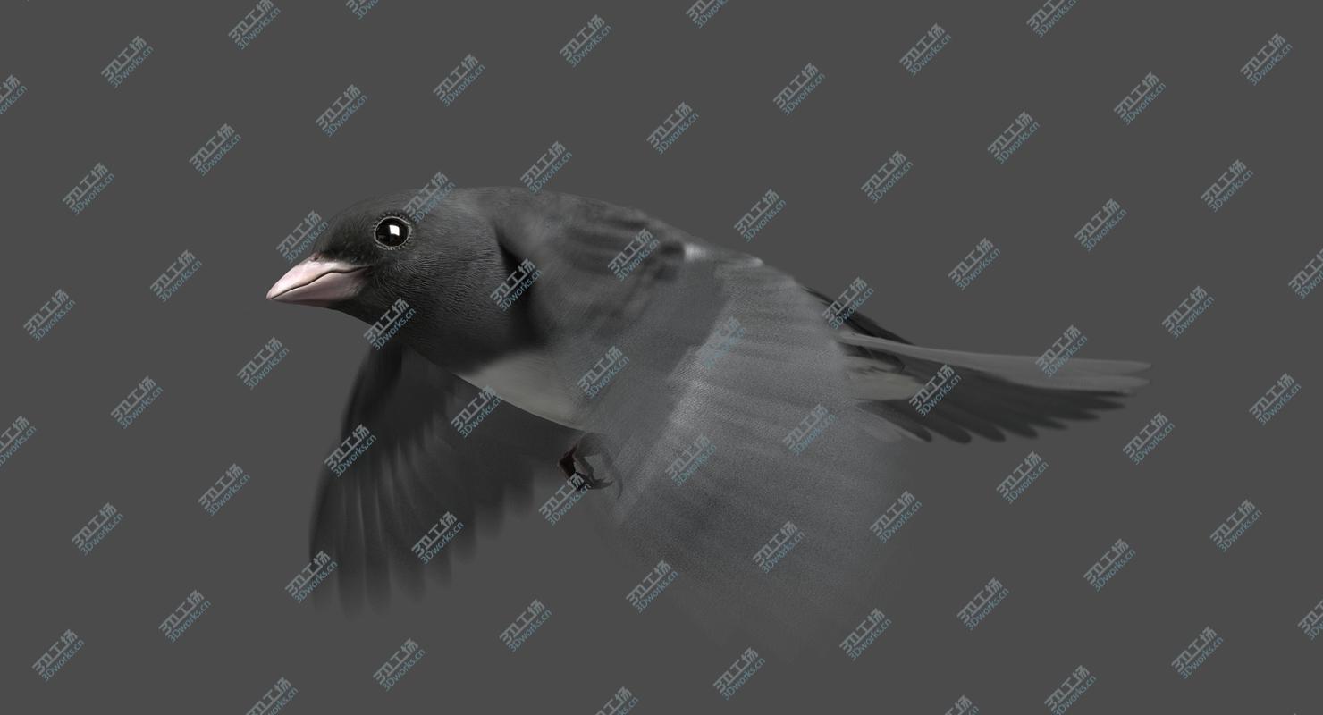 images/goods_img/202104022/Dark-eyed Junco (Animated) 3D model/2.jpg